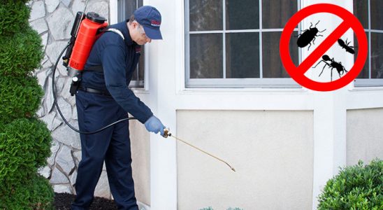 Söğütlü Bit İlaçlama böcek ilaçlama ve haşere kontrolü — ilaclama-tr.com